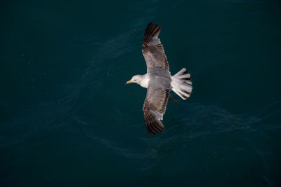 High angle view of seagull flying in sea