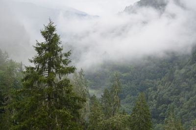 Forest against sky