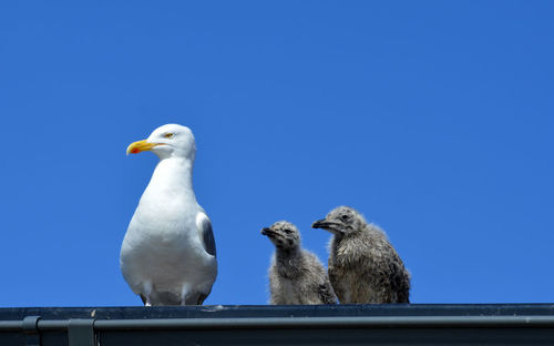 Low angle view of seagulls against clear blue sky