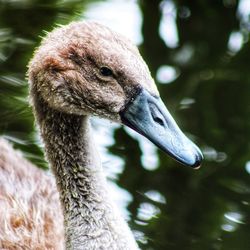 Close-up of swan in lake