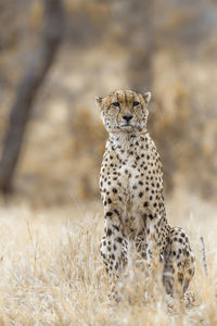 Portrait of cat on field