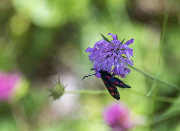 Close-up of insect on purple flower