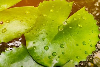 Full frame shot of raindrops on leaves