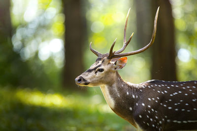 Close-up of deer