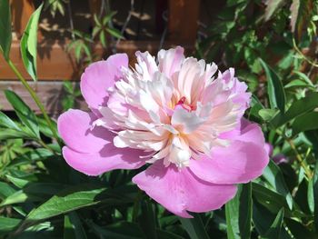 Close-up of pink flower blooming outdoors