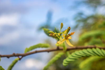 Close-up of yellow flowering plant against sky