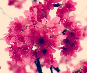 Low angle view of pink flowers blooming against sky