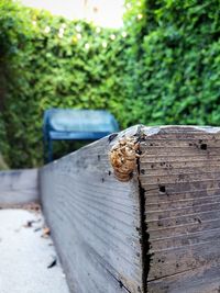 Close-up of cicada on railing