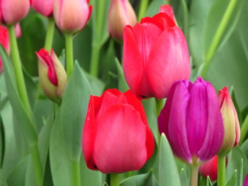 Close-up of pink tulips