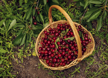 Wicker basket full of ed ripe cherries on the ground in orchard selective focus