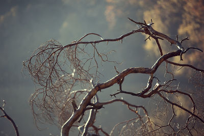 Close-up of bare tree against sky