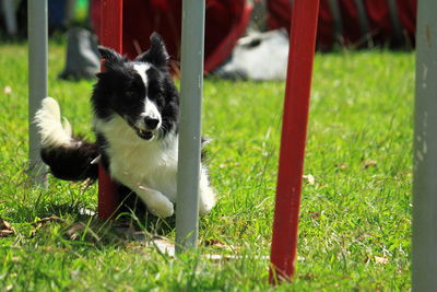 View of a dog on field