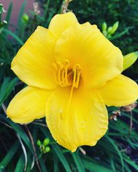 Close-up of day lily blooming outdoors