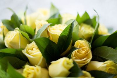 Close-up of yellow flowers