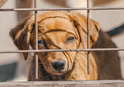 Close-up of dog looking away