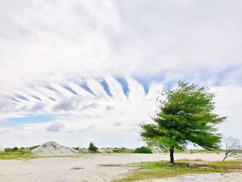 Trees on landscape against sky