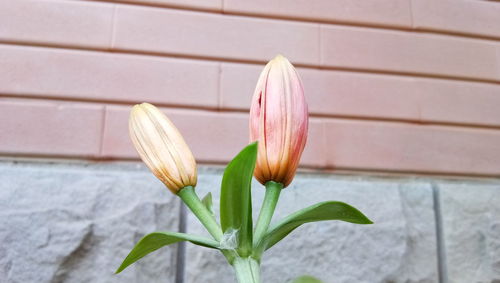 Close-up of flower against wall