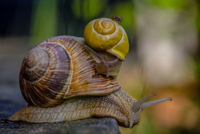 Close-up of snail on leaf