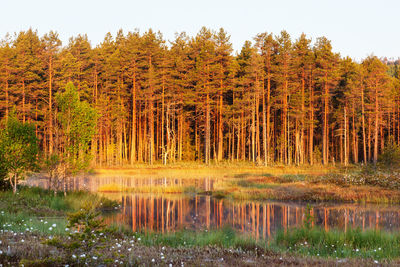 Scenic view of lake in forest during autumn