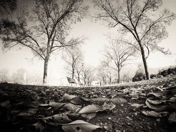 Bare trees on landscape against sky