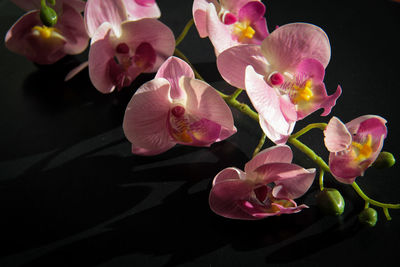 Close-up of pink orchids against black background