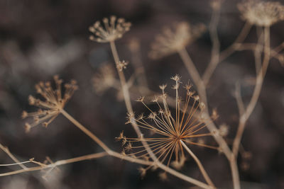 Close-up of flower against blurred background