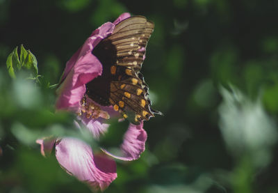 Close-up of butterfly pollinating on purple flower