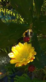 Close-up of lotus water lily in lake