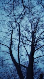 Low angle view of silhouette bare tree against sky