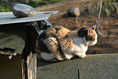 Side view of cat sitting on retaining wall