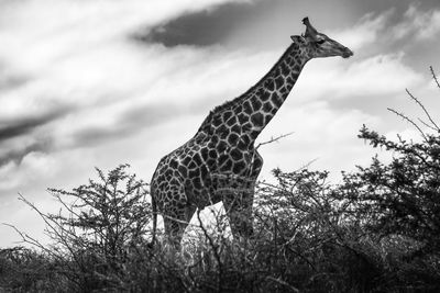 Low angle view of giraffe against sky