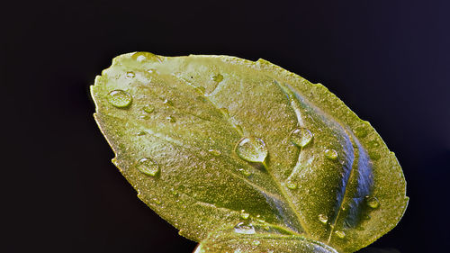 Close-up of raindrops on leaf against black background