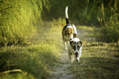 View of a dogs on field walking