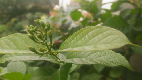 Close-up of fresh green plant