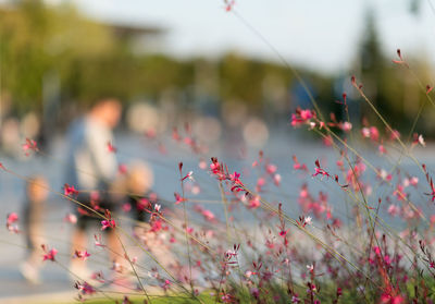 Close-up of pink flowering plants on field