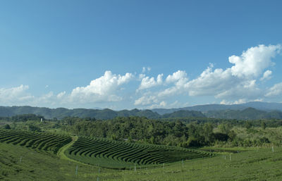 Beautiful landscape view of green tea plantation with mountain and sky background