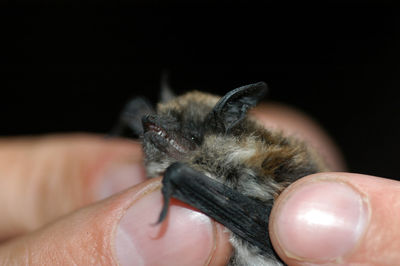 Chiropterologist holding and studying a bat in his hands