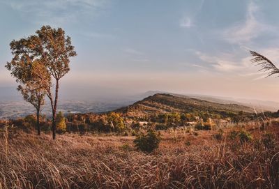 Scenic view of field against sky during sunset