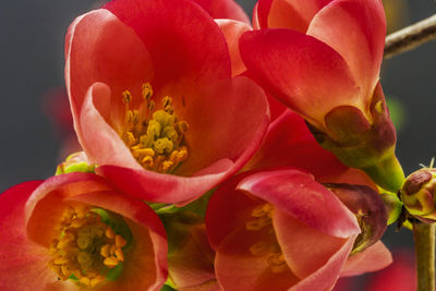 Close-up of yellow flowers blooming outdoors