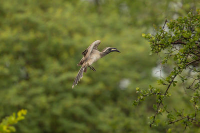 Bird flying in a forest