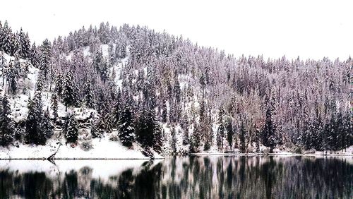 Trees on landscape