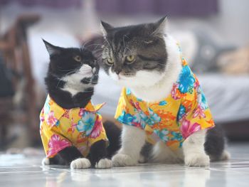 Cats wearing pet clothing while sitting on tiled floor at home