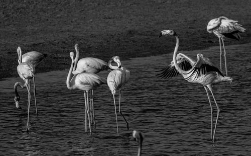 View of birds in lake