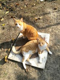 High angle view of cats sitting