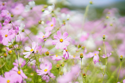 Close-up of pink flowering plants on field