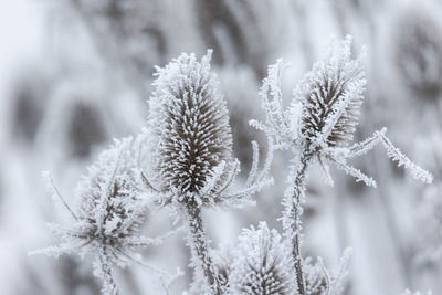 Close-up of frozen plants during winter