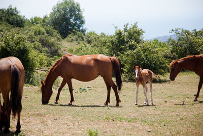 Large and small horses grazing in field in mountains in crimea