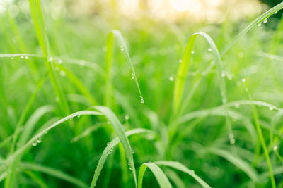 Close-up of wet plants during rainy season