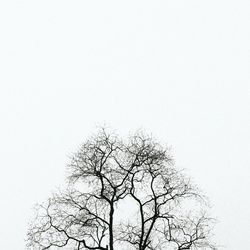 Low angle view of bare trees against clear sky