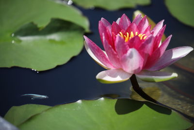 Close-up of water lily in lake